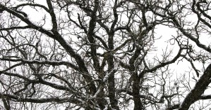 snowy tree